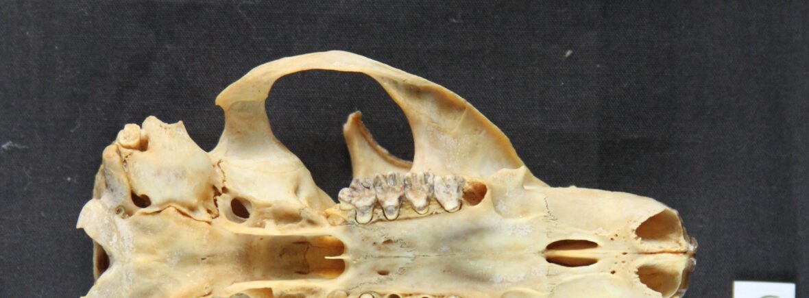 Ventral side of a marmot skull with measure bar
